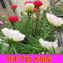 ̫ꖻNļԻذ~ĵ˰֦ɏѰ]