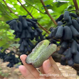 藤捻葡萄树苗 夏音马斯卡特 阳光玫瑰葡萄新品种果树苗南北方种植