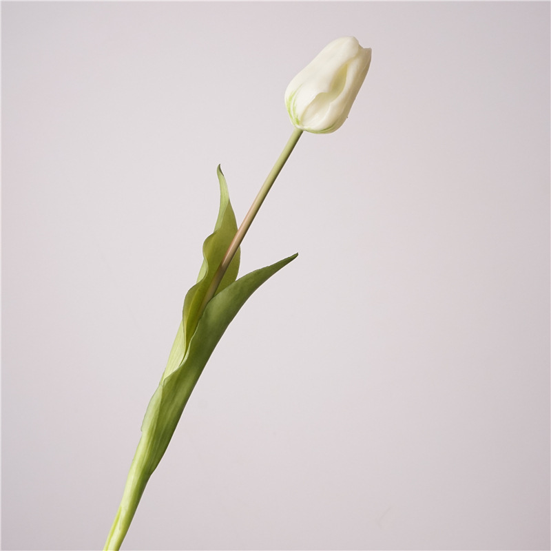 부드러운 접착제 단일 튤립 꽃 봉오리 - 흰색 녹색