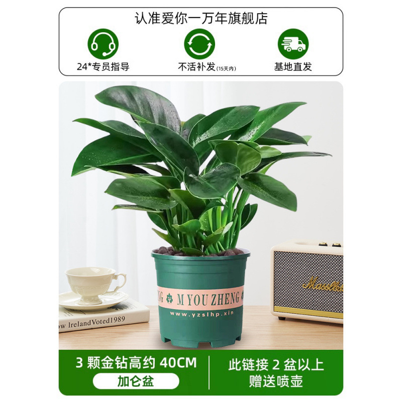 높이 약 45CM의 대형 골드 다이아몬드 3개 + 갤런 대야 + 영양 용액(2개 구매 시 물뿌리개 무료)