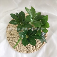 �ٻ��Gֲ���Է���ֲ�����_ľ����ľ������~�������~����ֲ�