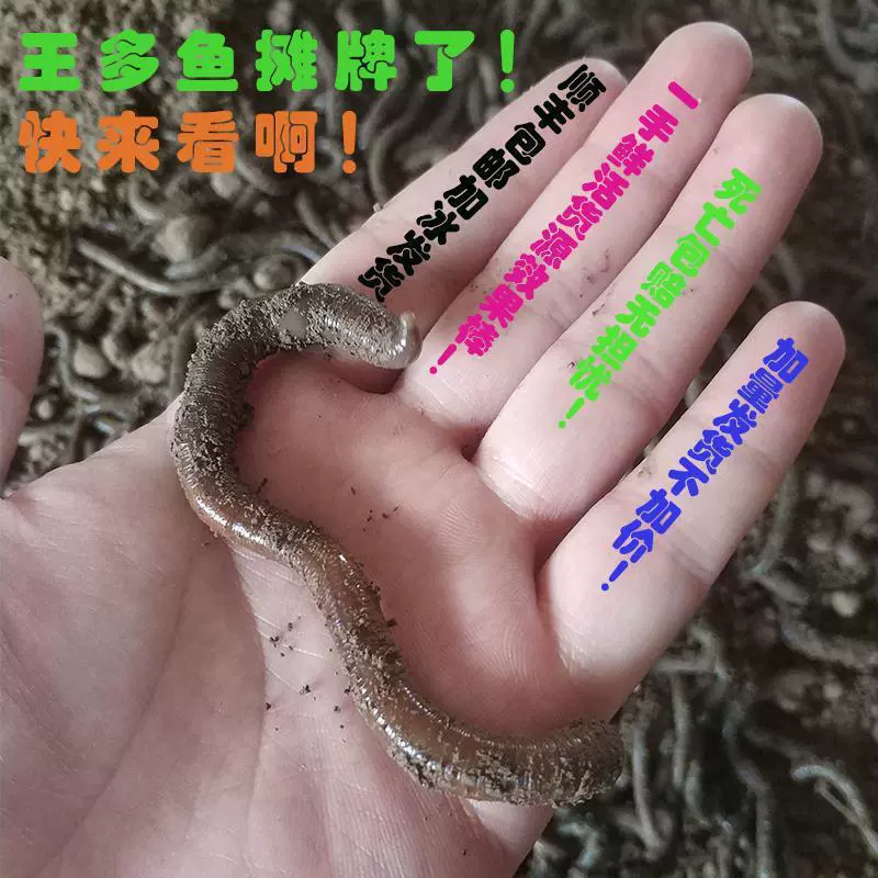 Черный земля worm свежая живая наживка рыбная ловля Хуанли зелёные земляworm вонючая наживка наживка бумага всесторонняя наживка