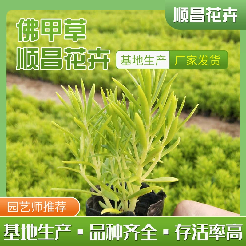 Цинчжоу Golden Leaf Fenwort Оптовые муниципальные саженцы фенворта крыша озеленение холодостойких и засухоустойчивых растений