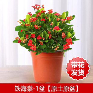 ����÷���������׻�ֲ���҃��k�����̨�ͺ��F���Ļ��ļ��_������