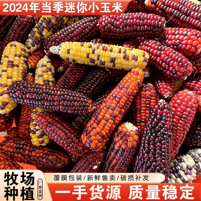 Производитель поставляет 25-летнюю выдержанную мини-кукурузу для грызения для хомяков, золотистых хомяков, кроликов и шиншилл.