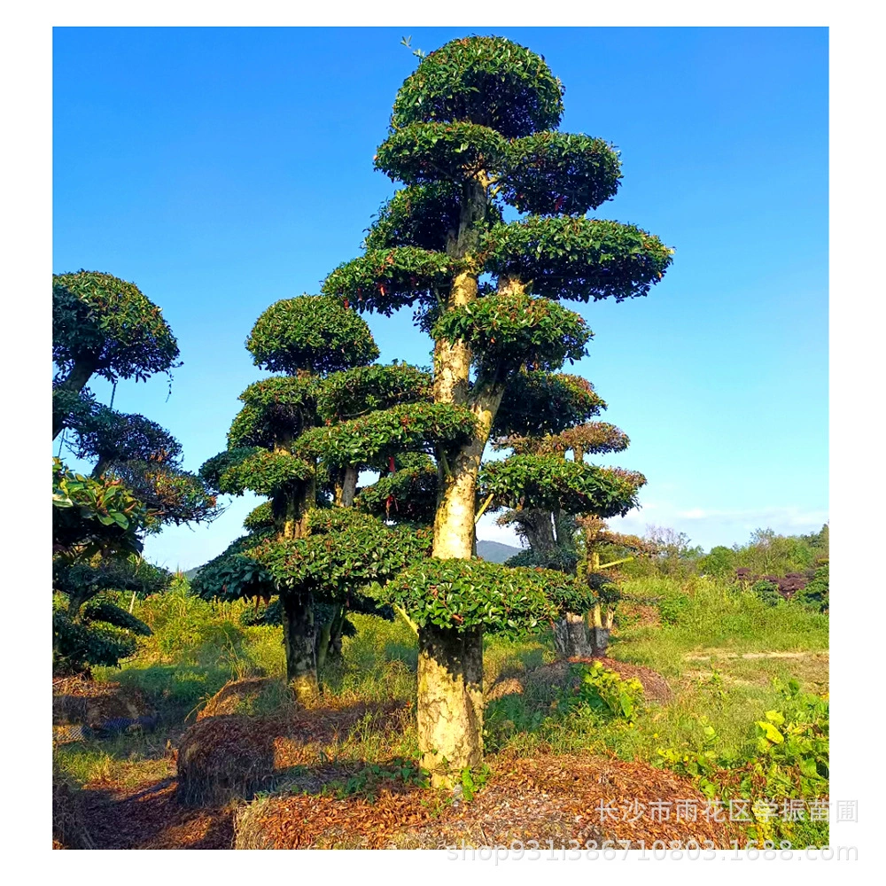 Питомник напрямую поставляет фотинию сваи для моделирования ландшафтных деревьев различные типы саженцев и деревьев на фотинии свайный фонд