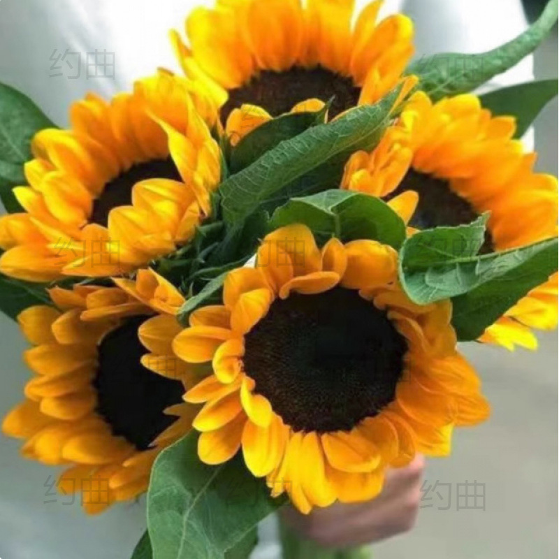 Sunflower Fresh Flowers Direct from Yunnan Base, Multi-Headed Roses, Small Daisies, Carnations, Lisianthus Real Flowers Wholesale Delivery