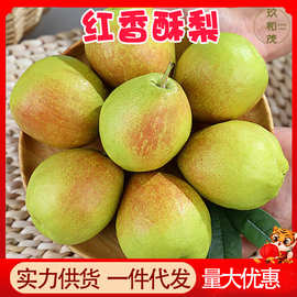 红香酥梨10斤水果新鲜应季梨子批发5斤非新疆库尔勒香梨