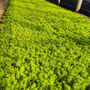 Golden Buddha Grassland Plant Can Be Viewed in All Seasons, Potted Plants, Courtyard Rockery Greening, Roof Insulation, Heat and Cold Resistance
