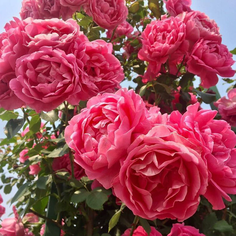 Виноградная лоза, большая роза, рассада, альпинистская лоза, Европейский месяц в горшке, четыре сезона, Лучжоу, очень большой цветок, комнатная Роза