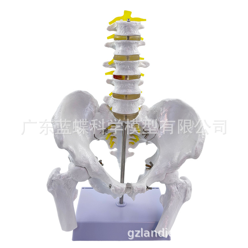 1��1���Թ���걾ģ���Ĺ����ǳܹ���ʾ��Ȼ�����������׵������