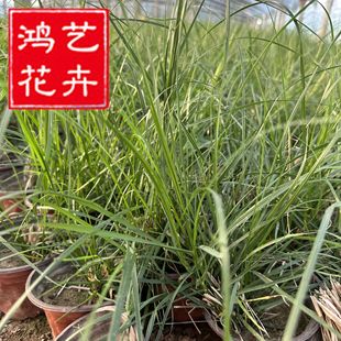 Pennisetum purple leaf ornamental grass net red grass [base wholesale] potted purple leaf wolf grass rabbit Pennisetum