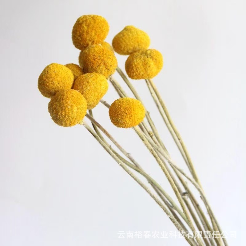 [핫셀링 모델] 중과 오리지널 컬러 20개입