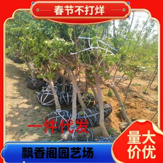 一件代发特大杏树苗带土球甜杏苗巨蜜王嫁接杏子苗果树当年结果南