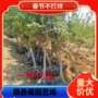 嫁接特大杏子果树杏树苗