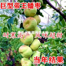 特大果早熟蟠枣树苗新品种无核蟠桃枣树苗当年结果蟠枣苗耐冬耐冻