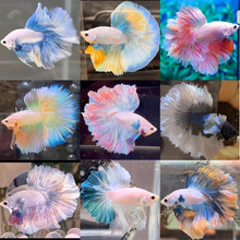 ̩�����~������ĸ�~�߼����µ�ˮ�Ꭷ���~�W�t������B���~�^�p�~