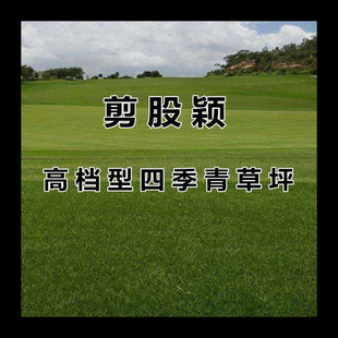 Lawn Grass Seeds Imported Creeping Type Golf Course House Courtyard Greening Grass Seeds Creeping Bent Grass Seeds
