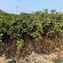 基地出售软枣树苗 粗度0.6-1厘米嫁接柿子砧木柿子实生苗