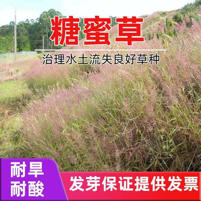 Семена травы сахарного тростника, луговая трава, семена декоративной травы розового цвета, горшечные растения паркового цветочного моря, морозостойкое весеннее и осеннее посев.