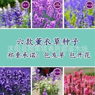 Cross-Border Wholesale E-Commerce Dedicated Four Seasons Balcony Potted Mosquito Repellent Plant Lavender Seeds Terrace Pastoral