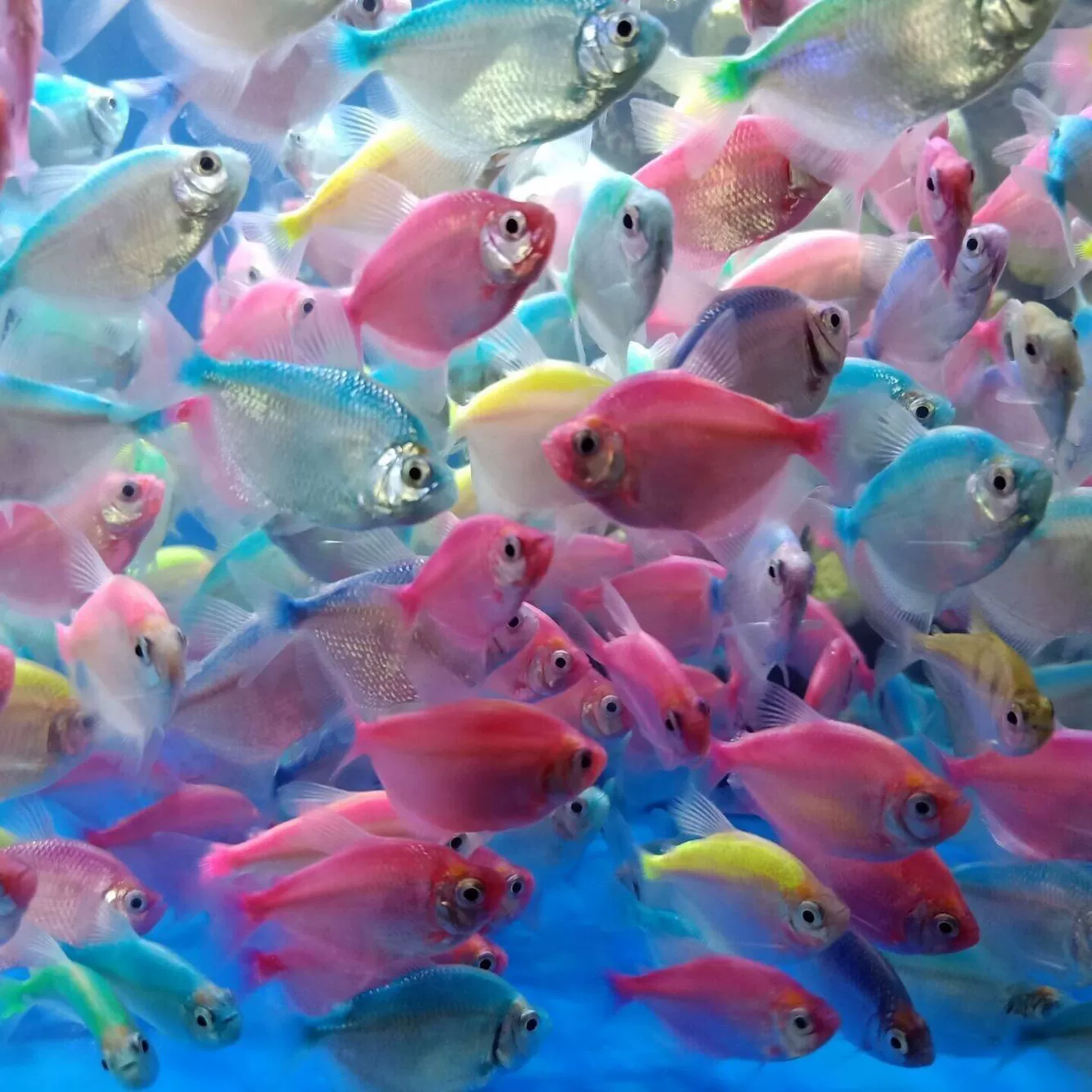 Тропическая декоративная рыба Цветная рыба Маленькая и средняя пресноводная рыба Цветная целующаяся рыба Аквариумная Живая рыба для домашних животных