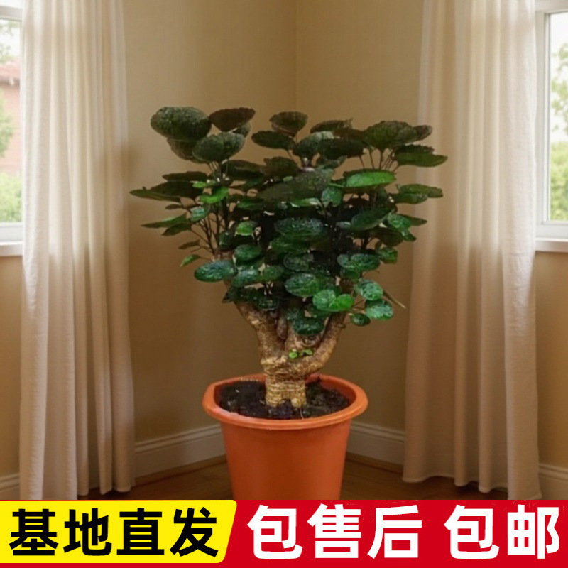 Fulu Tong Potted Money Tree with Round Leaves, Money Tree, Indoor Living Room Green Plant Gardening