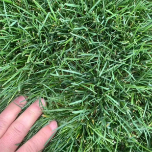 Green Grass Lawn Wholesale Garden Community Greening Indoor Football Field Golf Course All Year Round Green Lawn Manufacturer