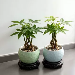 发财树陶瓷花盆家用简约感发财树文竹室内绿植盆客厅桌面花盆