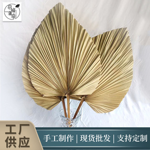 Pu Fan Factory Spot Dried Pu Grass Home Wedding Decoration Big Pu Fan Palm Leaf Plant Dried Flower Pu Kui Leaf