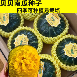 ؐؐ�ϹϷN�Ӵ����ļ��G�t��ϰ���ζ������С�C�ϷN������Ʒ�N