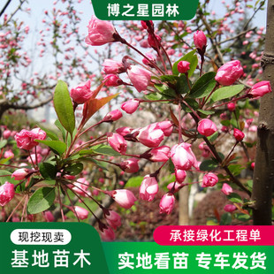 ���z���Ę�����е�·�е����ζ�����е��c�Y���Ę���Ҏ���Rȫ