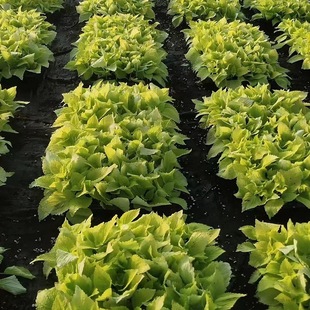 �������^С�^�G���ò��~��  ������t�G���~�� ���P���~��