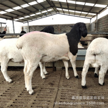 ӱŲdBֳl^ŲdСᷱŲdr