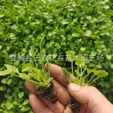 ������Ѩ�P�����С��ɫ�����Ի��ܶ������^�������l�������^