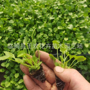 Triangular Pansy Plug Seedling Base Small Pansy Potted Florals Winter Landscape Florals Wholesale Flower Sea Scenic Spot