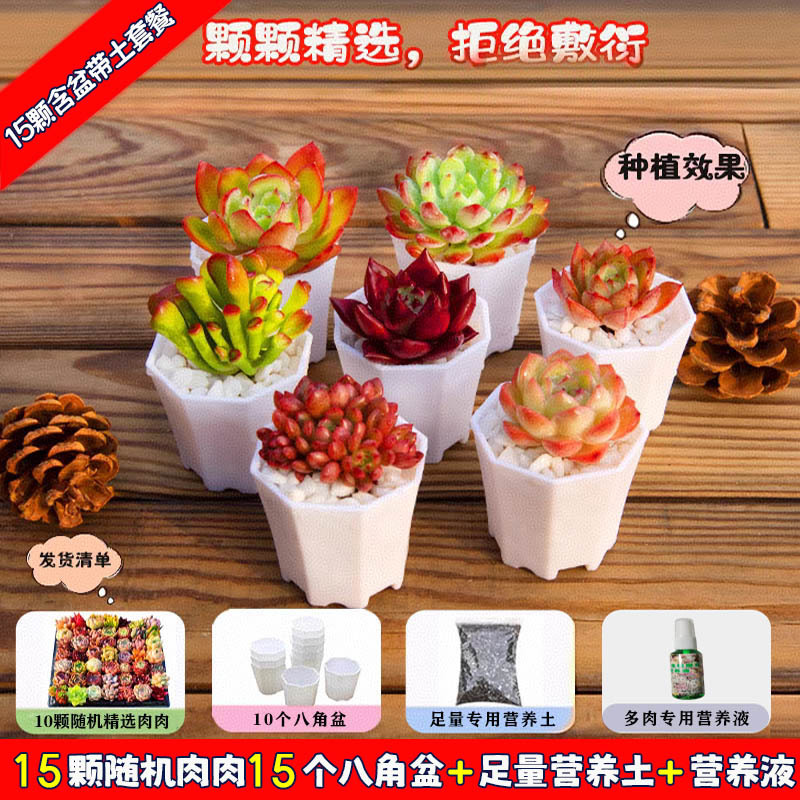 多肉植物 小型鉢植え 鉢土付き 卸売 高級セット 多肉植物の組み合わせ ピーチエッグ ジェイドデュー グリーン植物 花園芸|undefined