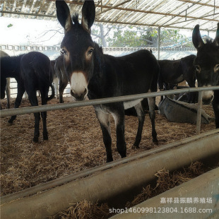 ���H��һ�^ 300���Сë�H�r���^�H �P���H���H���l��