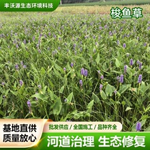 ���~��ˮ��ֲ��ͦˮ�Gֲ�ӵ��G�����@�����ݱ�ֲ������������~��