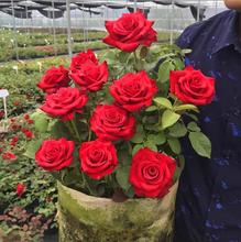 玫瑰种子四季种子种植耐寒循环开花易活盆栽花卉种孑玫瑰花种子