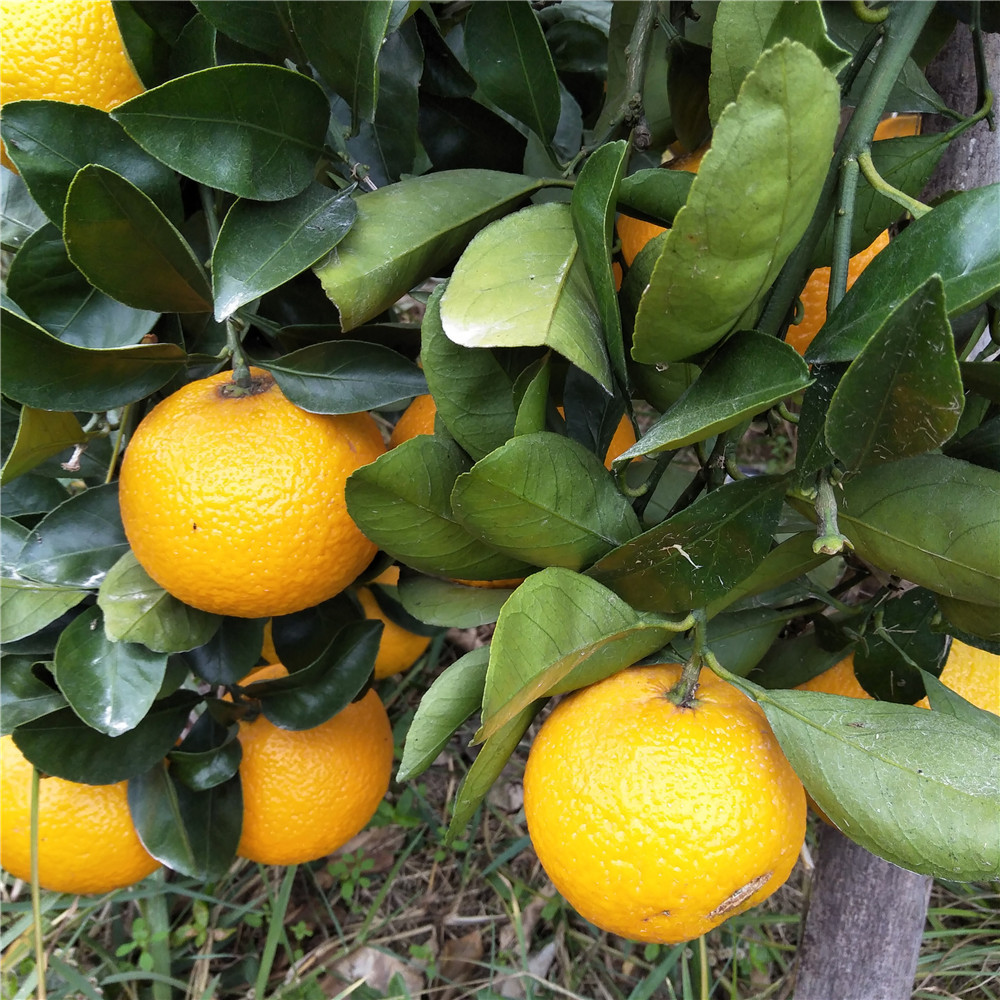 黃金柑 (4).jpg