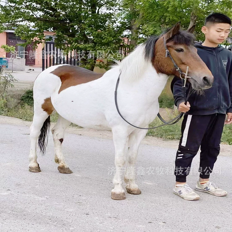 Сколько стоит живой пони на продажу