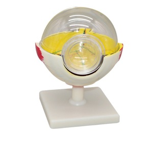 Human eyeball model eye enlargement model eyeball anatomy model human biomedical teaching model
