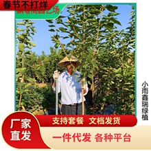 黄蜜水晶大樱桃苗黄蜜樱桃苗嫁接樱桃苗南方北方种植果树苗木丰产