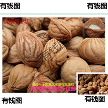 野生疏浅纹深龙纹桃核胡11-19mm佛珠手持项链挂手串刻原料按斤