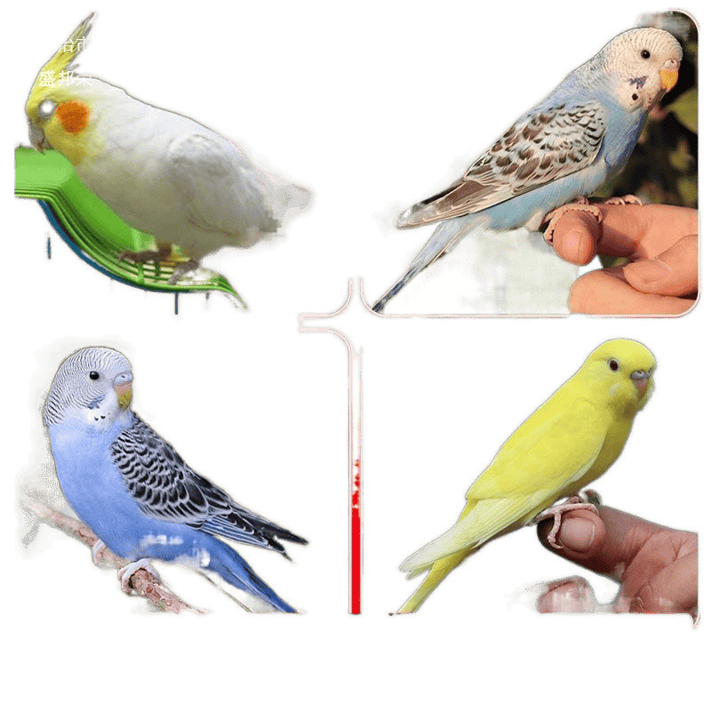 生きたオウム、生きた鳥、セキセイインコ、話す鳥、ペットの鳥、雲の斑点、小さな飼い慣らされたオカメインコ、生きた鳥|undefined