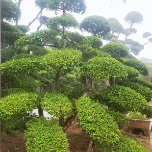 С�~Ůؑ���͘�ͥԺ�e���G��������Nֲ�^�p�ļ��L��ߗUС�~Ůؑ