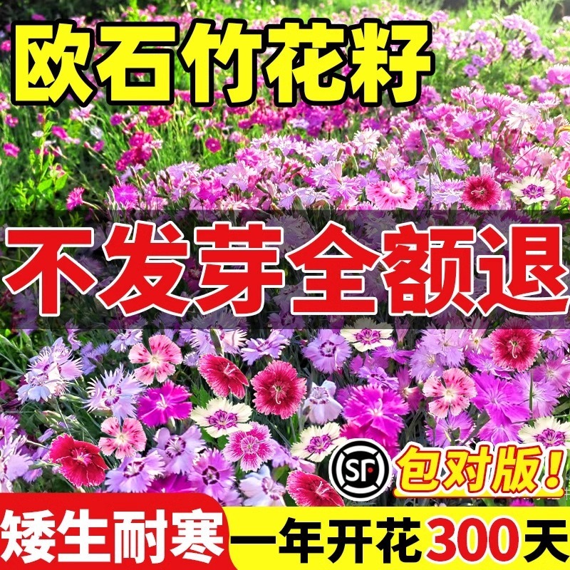 ヨーロピアンコスモスの花の種子は耐寒性の低生のカラフルなコスモスの花の種子で、ベランダ、中庭、屋内外で四季を通じて播種して開花させることができます。|undefined