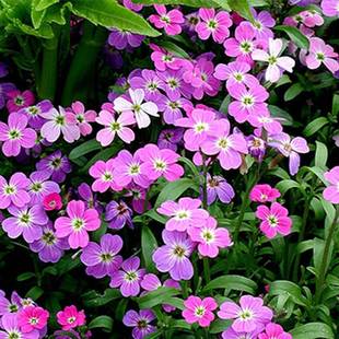 Flower Seeds Qilixiang Seeds Mosquito Repellent Vanilla Four-Season Easy-To-Live Indoor and Outdoor Balcony Potted Flower Seeds
