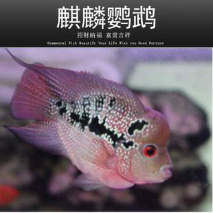 �����W�^�~�����_�h�~���w�Lˮ�~Ѫ�W�^Ԫ���S�W�^÷���W�^